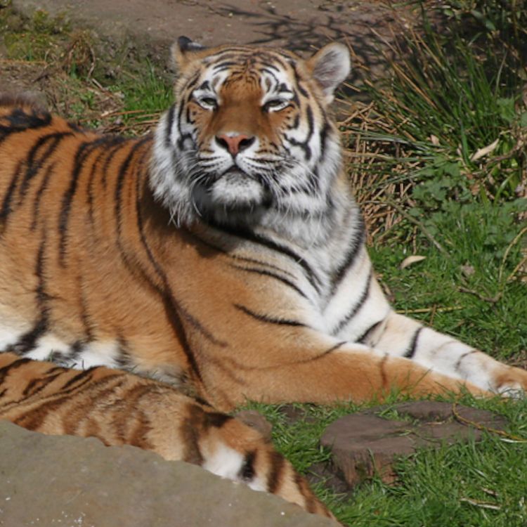 2 Tiger