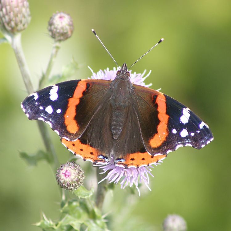Schmetterling auf Blüte